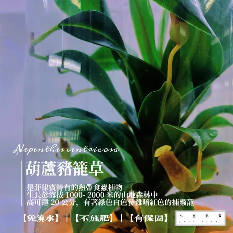 食蟲植物【豬籠草】  辦公室療癒植物 有保固好照顧 植物殺手救星