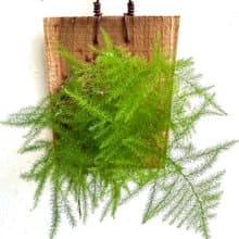 【文竹】植物上板 情人節禮物 生日禮物 觀葉植物 室內植物