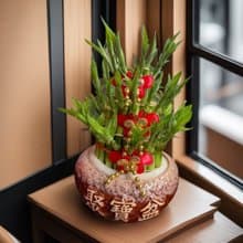 【開運竹】水植盆栽 開幕新居落成喬遷升官送禮居家店面擺設