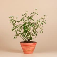 【日本植物】療癒植物 辦公室植栽 日本姫薔薇 迷你玫瑰