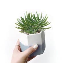 (現貨) 莫蘭迪藍系列 | 美空鉾 藍月亮 六邊形雙色水泥多肉植栽