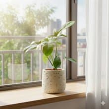 龍爪蔓綠絨懶人盆栽加圓點白小水泥盆 套盆 開幕盆栽推薦