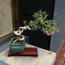 李氏櫻桃∣中品展覽級盆景 結果中