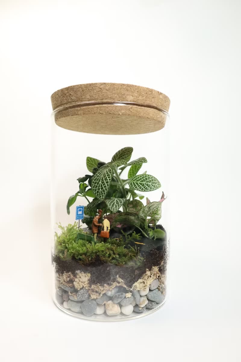 【微景觀】 離別與重逢 - 微景觀/室內植物/畢業禮物/相遇/送別