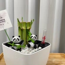 蕨美植栽 室內網美懶人土耕植栽-開運竹+方形懶人花盆 (附熊貓)