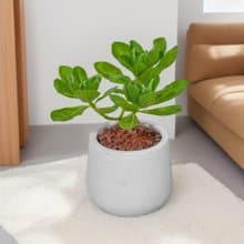 白水木 湛白窄口水泥盆栽 落地植栽 辦公室植栽 開幕送禮 喬遷禮
