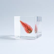 Sola cube 青葙立方塊_祝福之火