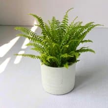 植栽 盆栽 l 波士頓腎蕨  圓柱帶孔透氣水泥盆  室內強光植物