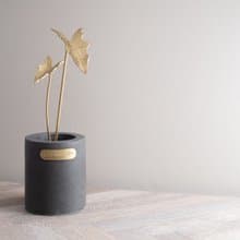 【植系列】諾比觀音蓮 黃銅小盆栽 x 擴香 Alocasia nobilis