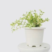 │ 窯瓷系列 │ 百萬心 - 垂吊植物  水耕盆栽 瓷器