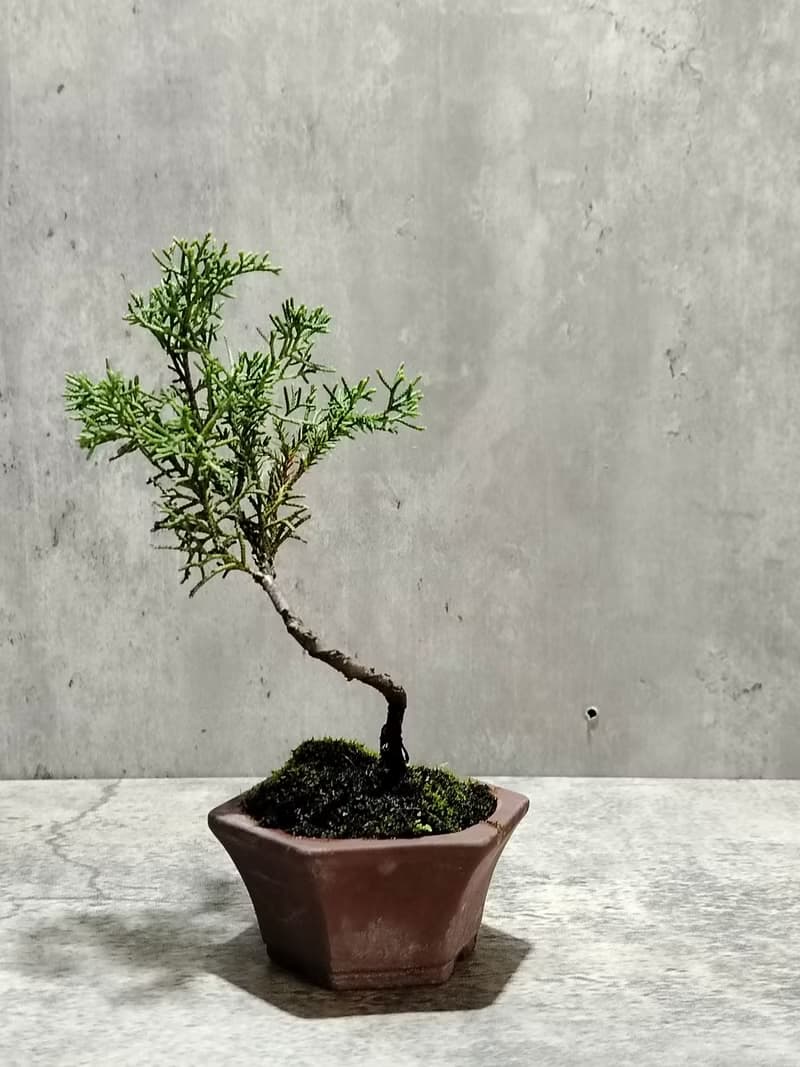 小品盆栽--迷你鐵柏
