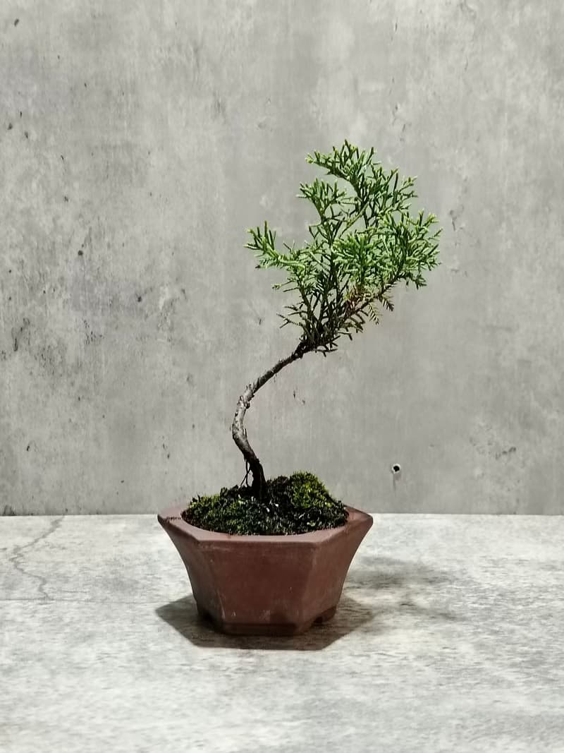 小品盆栽--迷你鐵柏