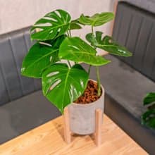 龜背芋 落地四腳木架水泥盆栽 電信蘭觀葉植物開幕送禮推薦