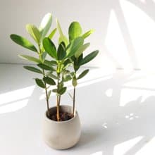 植栽 盆栽 l 小福木/龍珠果 百搭胖U水泥盆  福氣聚財 散光