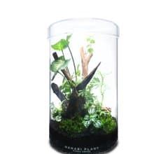 【訂製】蕨醒經典生態瓶-經典直筒(大)