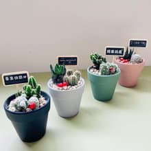【我不想念你才怪】送你倔強仙人掌 DIY禮盒組 畢業禮物 生日禮物