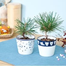 Rilakkuma拉拉熊家族 青花瓷盆景栽培 / 日本黑松 (兩款)