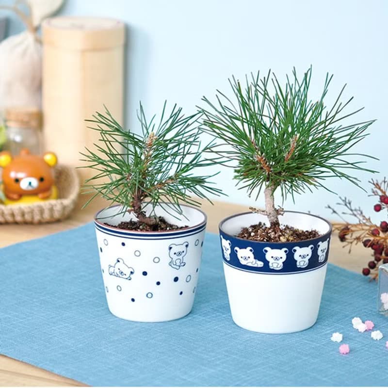Rilakkuma拉拉熊家族 青花瓷盆景栽培 / 日本黑松 (兩款)