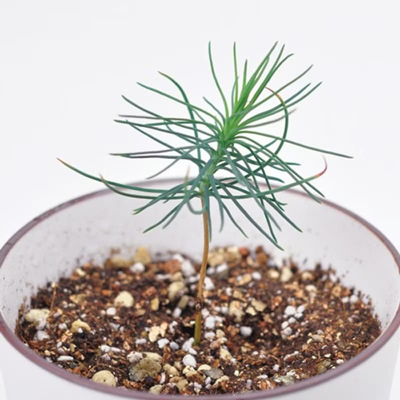 Rilakkuma拉拉熊家族 青花瓷盆景栽培 / 日本黑松 (兩款)