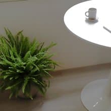 【室內盆栽】波士頓蕨盆栽 中型盆栽 觀葉植物 綠化 盆栽 送禮