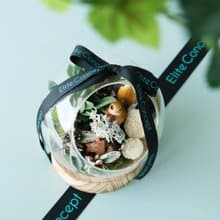 歲月靜好 | 植栽