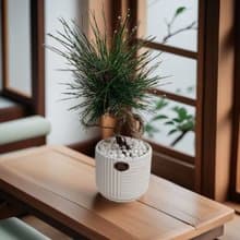 日式質感黑松 典雅韻味送禮長壽高升自用擺設