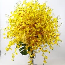 特級文心蘭冠軍杯花禮 免運專人配送限雙北市 其餘地區需補運費