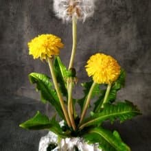 Dandelion flowers Cold Porcelain/clay. Ceramic bouquet. Botanical sculpt