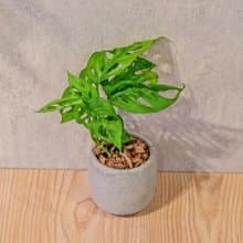 窗孔龜背芋 桌上型水泥盆栽 觀葉植物 禮物 盆栽 交換禮物 植物
