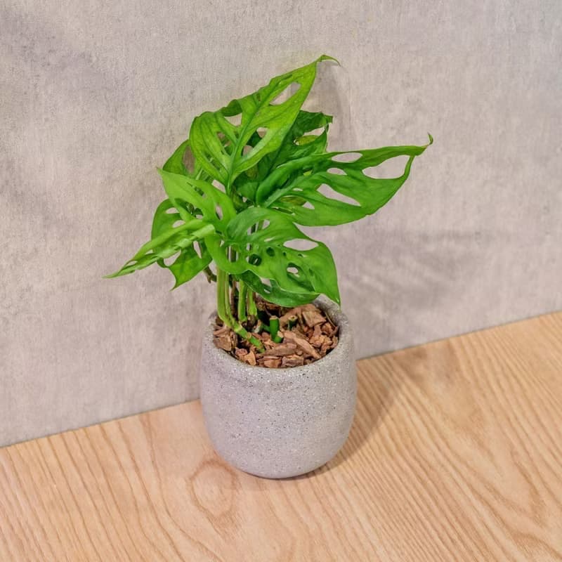 窗孔龜背芋 桌上型水泥盆栽 觀葉植物 禮物 盆栽 交換禮物 植物