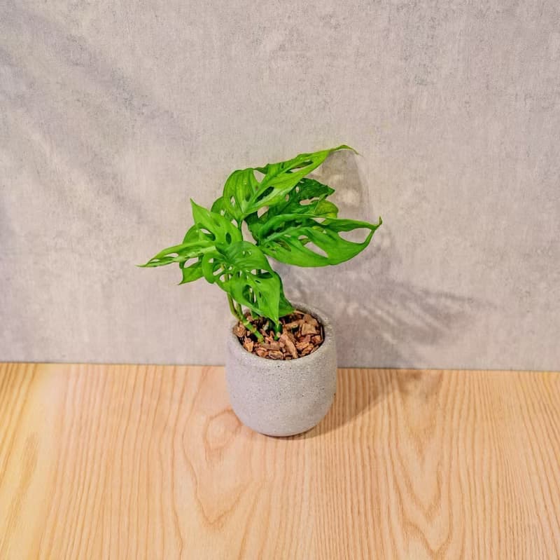 窗孔龜背芋 桌上型水泥盆栽 觀葉植物 禮物 盆栽 交換禮物 植物