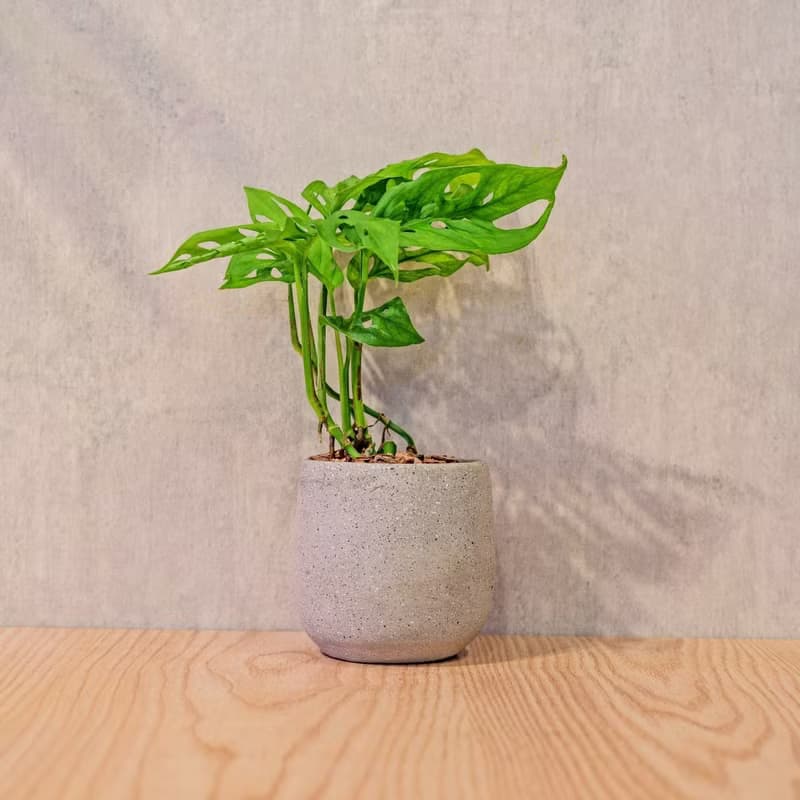 窗孔龜背芋 桌上型水泥盆栽 觀葉植物 禮物 盆栽 交換禮物 植物