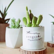 手作水泥盆栽 多肉植物 黃毛掌