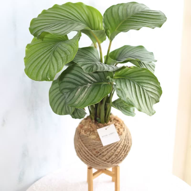 PD28青蘋果竹芋大苔球 /  室內植物 觀葉植物