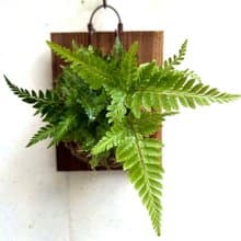【蜥蜴蕨】 交換禮物  植物上板 上板植物 觀葉植物 生日禮物