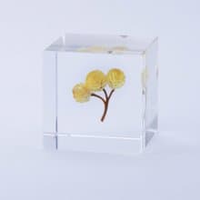Sola cube 永久花立方塊_心的太陽
