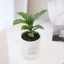 PD172翠葉竹芋吸水盆栽/室內植物/懶人植物/環境綠化/居家佈置