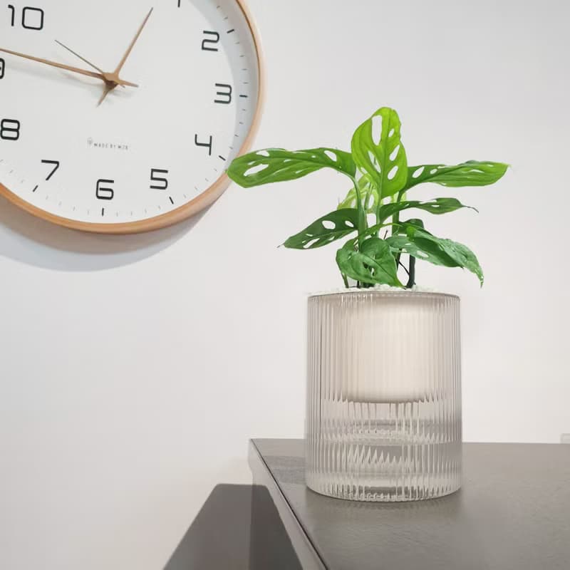 植栽 室內盆栽 無印風三盆 植物盆栽