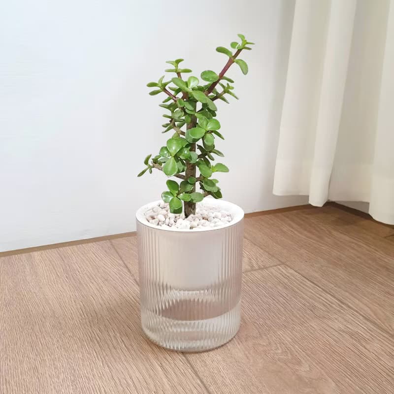 植栽 室內盆栽 無印風三盆 植物盆栽
