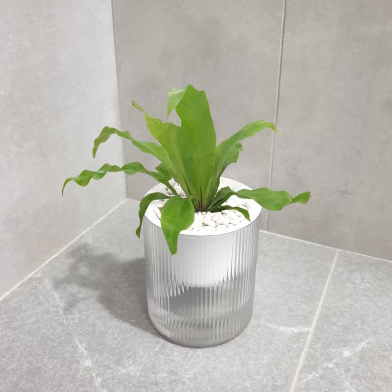 植栽 室內盆栽 無印風三盆 植物盆栽