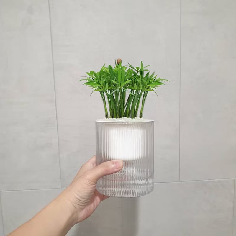 植栽 室內盆栽 無印風三盆 植物盆栽