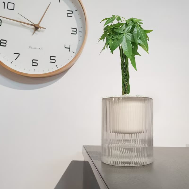 植栽 室內盆栽 無印風三盆 植物盆栽