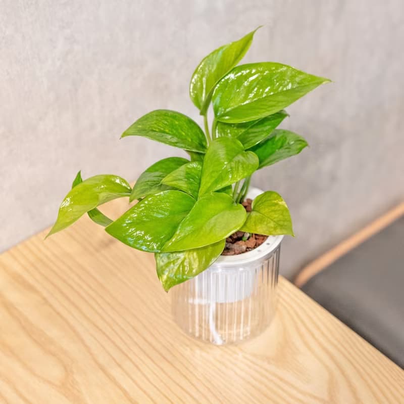 黃金葛 免澆水盆栽 室內植物 觀葉植物  禮物 辦公室小物