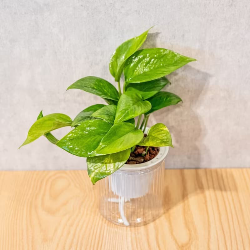 黃金葛 免澆水盆栽 室內植物 觀葉植物  禮物 辦公室小物