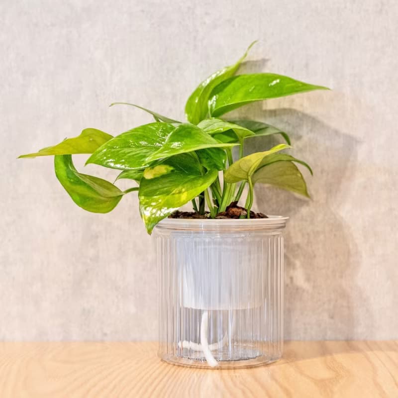 黃金葛 免澆水盆栽 室內植物 觀葉植物  禮物 辦公室小物