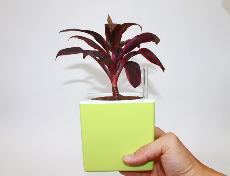 五行幸運盆器 懶人儲水器款(5色可選)