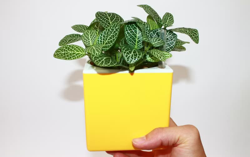 五行幸運盆器 懶人儲水器款(5色可選)