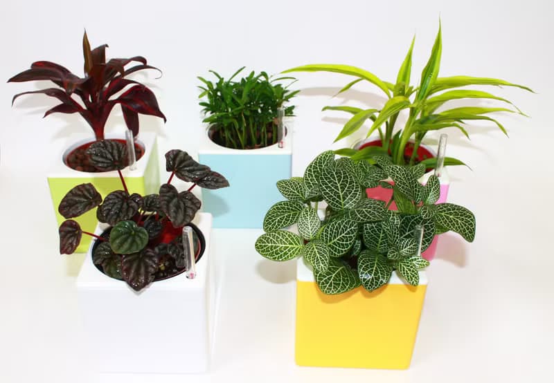 五行幸運盆器 懶人儲水器款(5色可選)