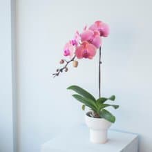 深粉蜜桃蘭花盆栽 | 榮升 | 開幕送禮 | 居家佈置