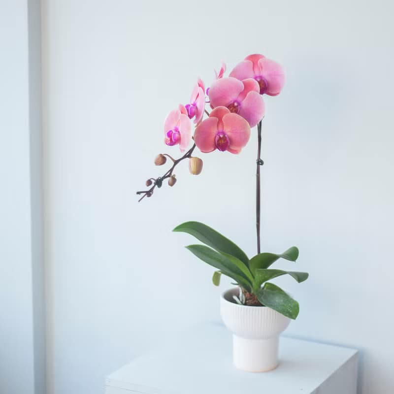 深粉蜜桃蘭花盆栽 | 榮升 | 開幕送禮 | 居家佈置